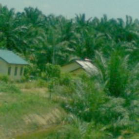 RI Rayu Pakistan Turunkan Bea Masuk CPO